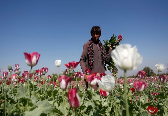 Afghanistan : Faites fleurir le pavot, pas la guerre