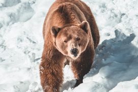 Ours